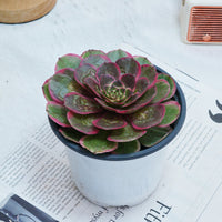 5'' Aeonium Evening Banquet, Rare Live Succulent Plants