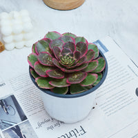 5'' Aeonium Evening Banquet, Rare Live Succulent Plants