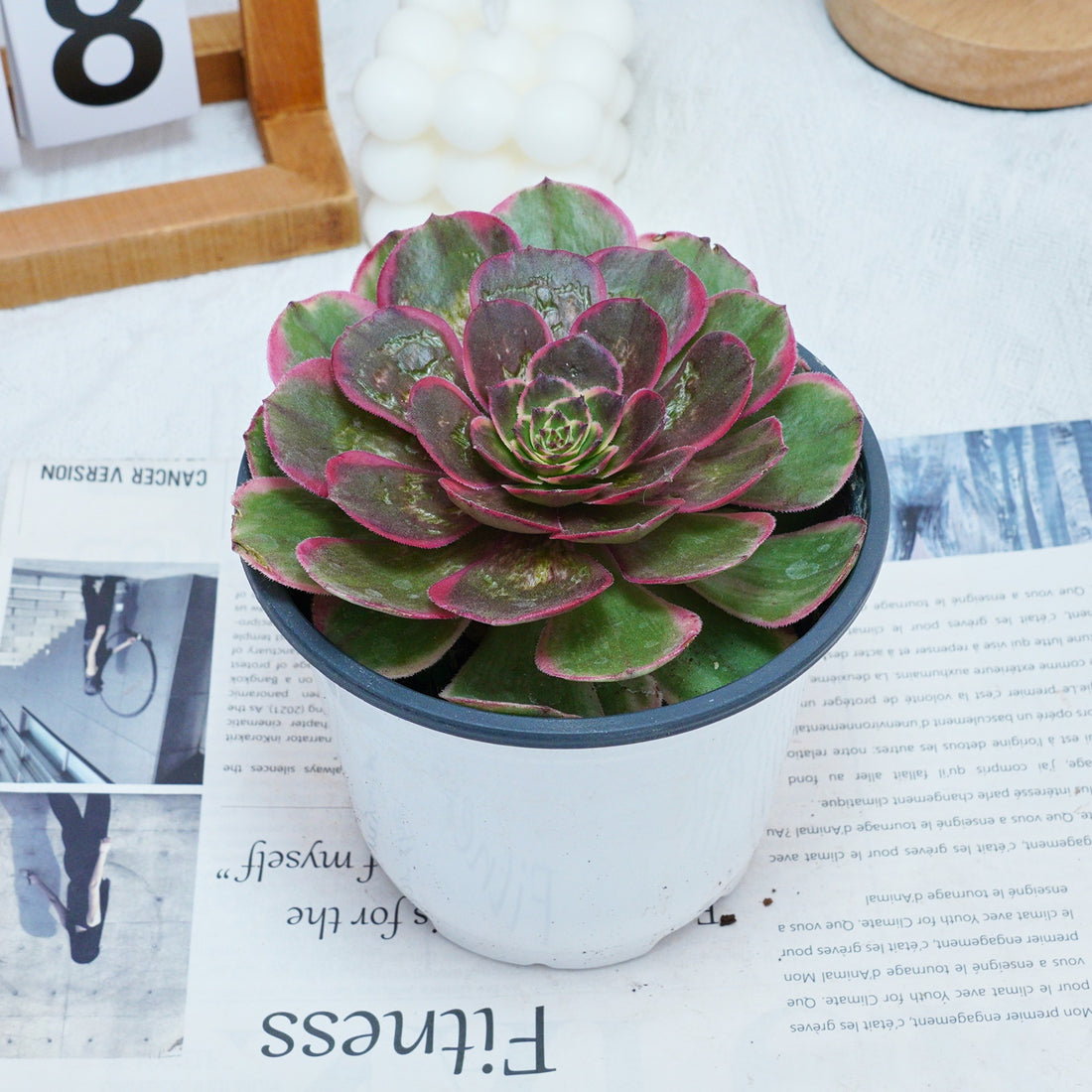 5'' Aeonium Evening Banquet, Rare Live Succulent Plants