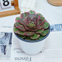 5'' Aeonium Evening Banquet, Rare Live Succulent Plants