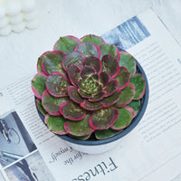 5'' Aeonium Evening Banquet, Rare Live Succulent Plants
