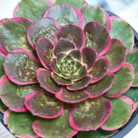 5'' Aeonium Evening Banquet, Rare Live Succulent Plants