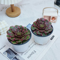 5'' Aeonium Evening Banquet, Rare Live Succulent Plants