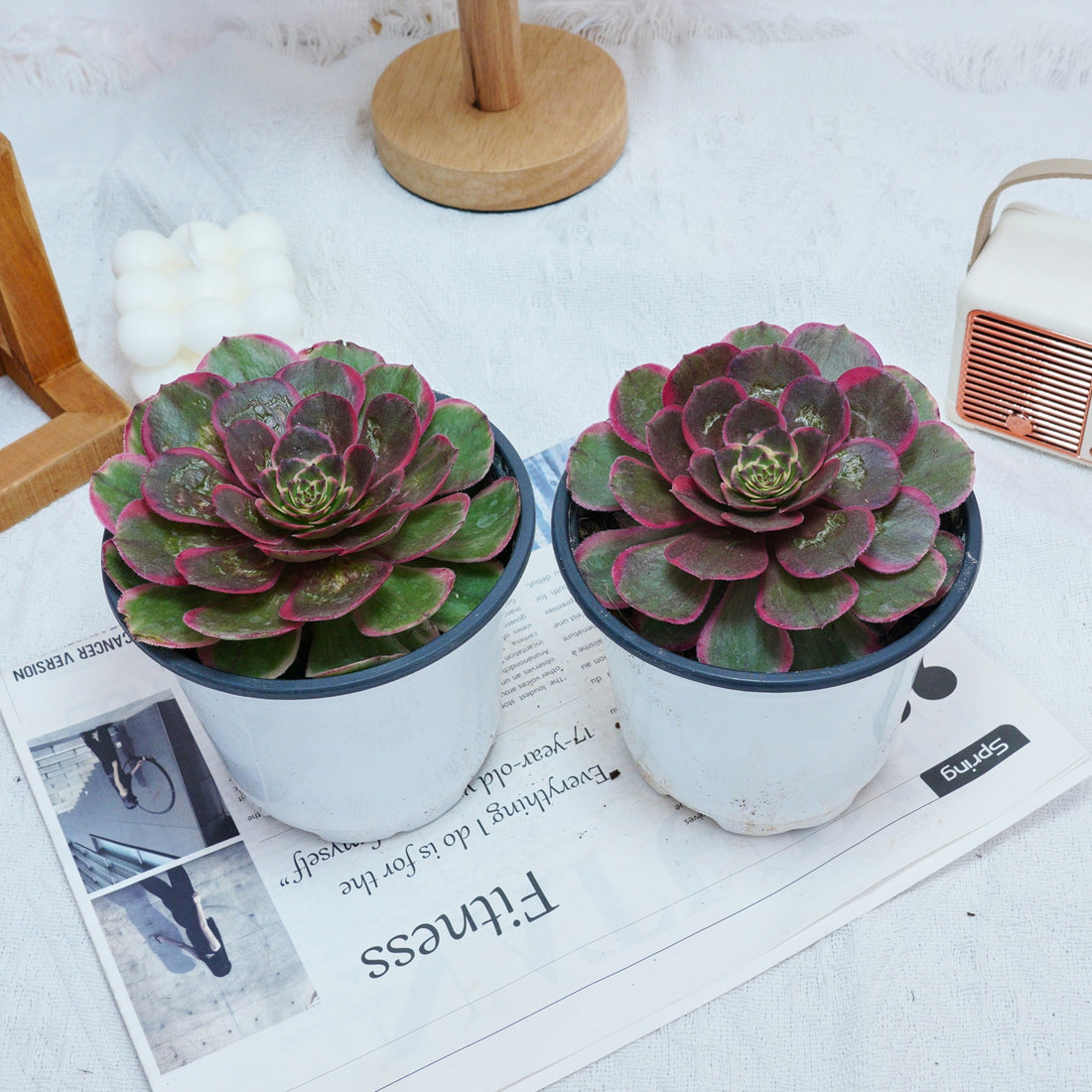 5'' Aeonium Evening Banquet, Rare Live Succulent Plants