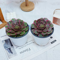 5'' Aeonium Evening Banquet, Rare Live Succulent Plants