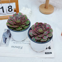 5'' Aeonium Evening Banquet, Rare Live Succulent Plants