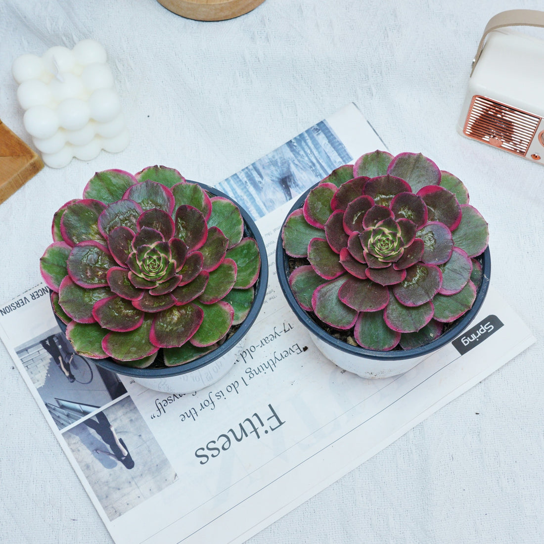 5'' Aeonium Evening Banquet, Rare Live Succulent Plants