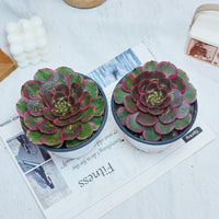 5'' Aeonium Evening Banquet, Rare Live Succulent Plants