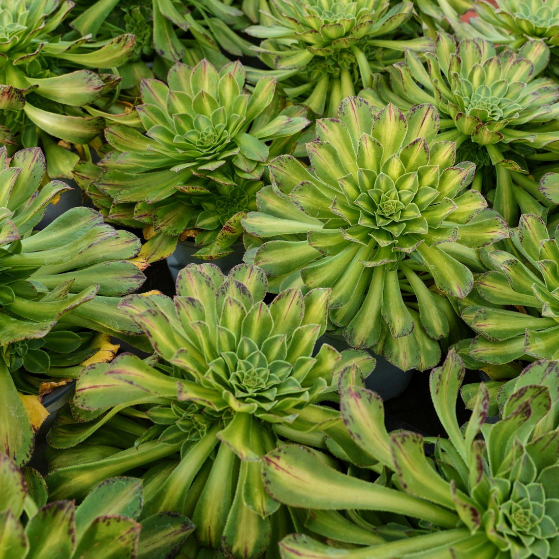 6'' Aeonium Zhifo, Rare Live Succulent Plants