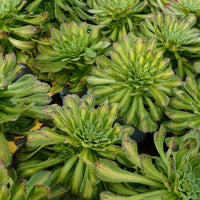 6'' Aeonium Zhifo, Rare Live Succulent Plants