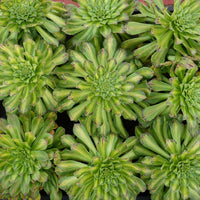 6'' Aeonium Zhifo, Rare Live Succulent Plants
