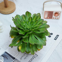 6'' Aeonium Zhifo, Rare Live Succulent Plants