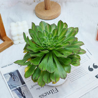 6'' Aeonium Zhifo, Rare Live Succulent Plants