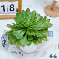 6'' Aeonium Zhifo, Rare Live Succulent Plants