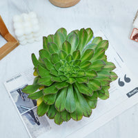 6'' Aeonium Zhifo, Rare Live Succulent Plants