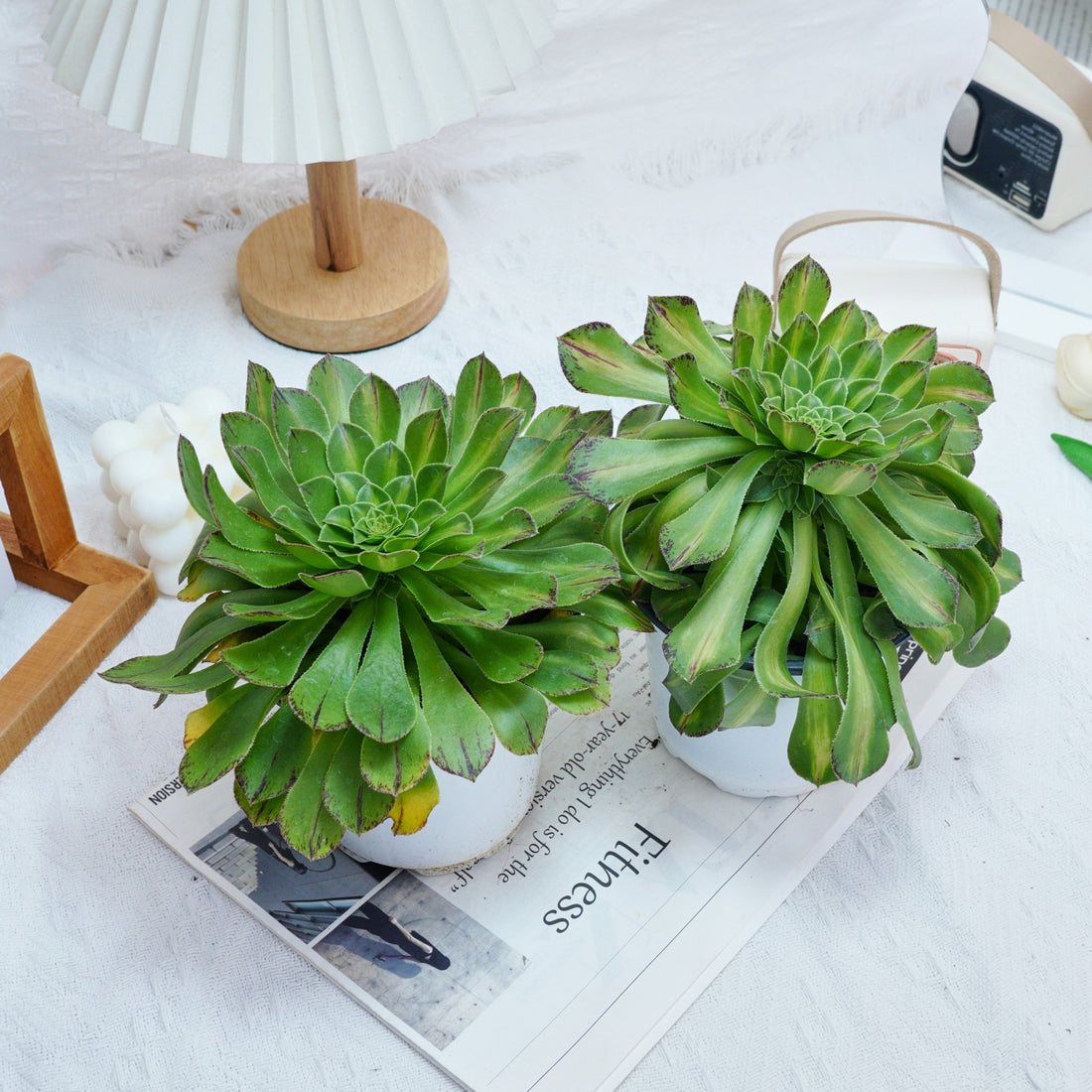 6'' Aeonium Zhifo, Rare Live Succulent Plants