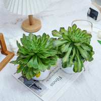 6'' Aeonium Zhifo, Rare Live Succulent Plants
