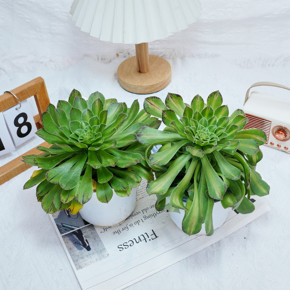 6'' Aeonium Zhifo, Rare Live Succulent Plants