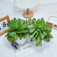 6'' Aeonium Zhifo, Rare Live Succulent Plants