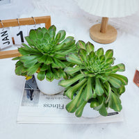 6'' Aeonium Zhifo, Rare Live Succulent Plants