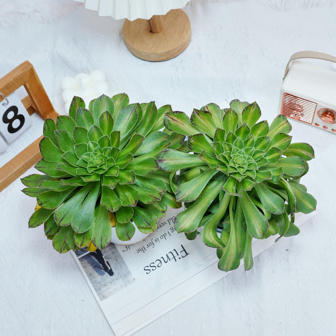 6'' Aeonium Zhifo, Rare Live Succulent Plants