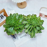 6'' Aeonium Zhifo, Rare Live Succulent Plants