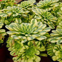 7'' Aeonium Goldenrod, Rare Live Succulent Plants