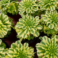 7'' Aeonium Goldenrod, Rare Live Succulent Plants
