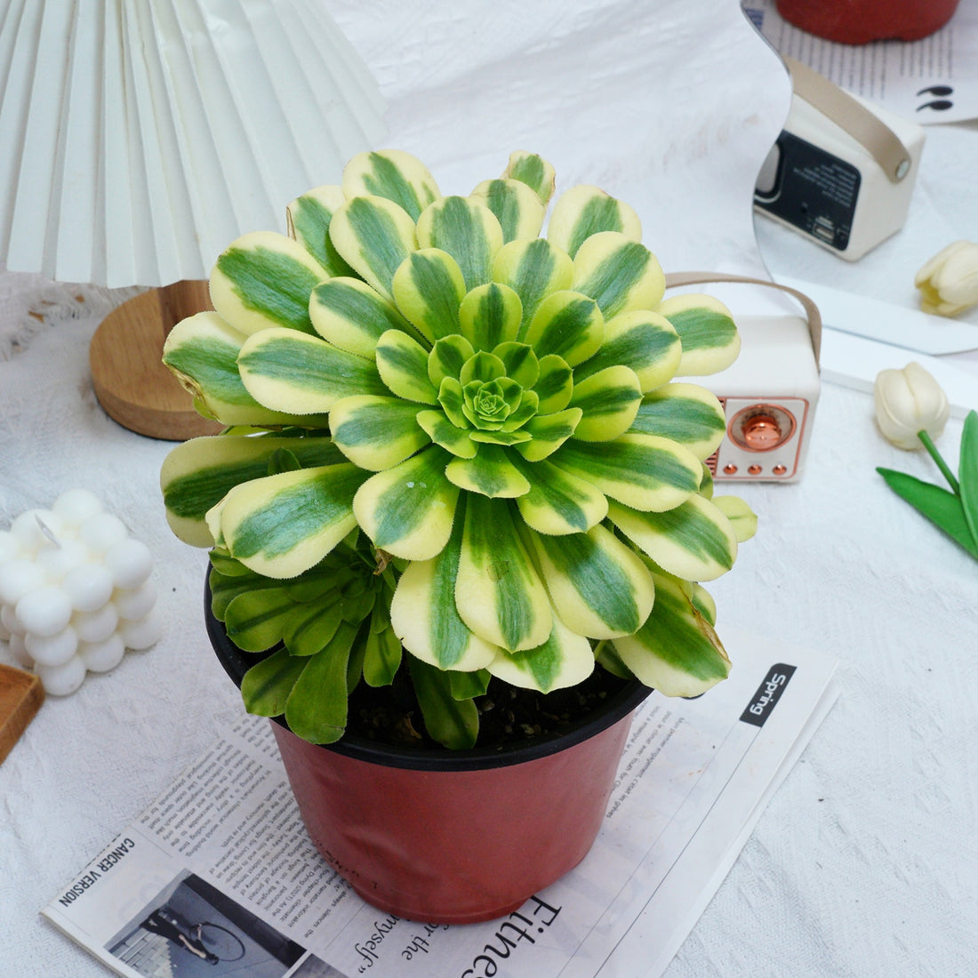 7'' Aeonium Goldenrod, Rare Live Succulent Plants