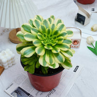 7'' Aeonium Goldenrod, Rare Live Succulent Plants