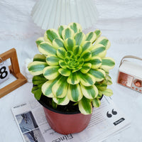 7'' Aeonium Goldenrod, Rare Live Succulent Plants