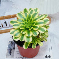 7'' Aeonium Goldenrod, Rare Live Succulent Plants