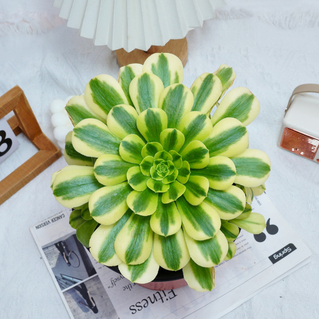 7'' Aeonium Goldenrod, Rare Live Succulent Plants
