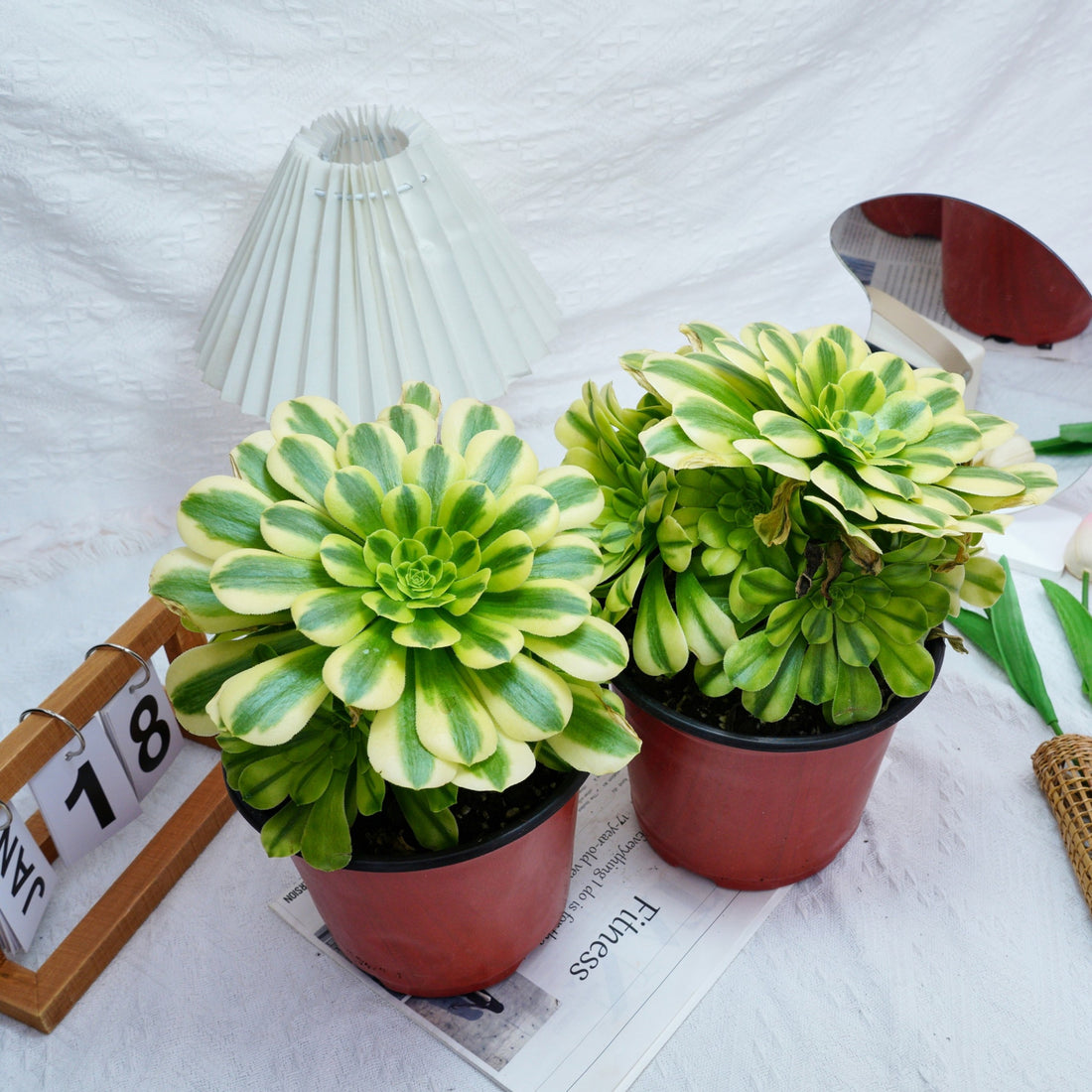 7'' Aeonium Goldenrod, Rare Live Succulent Plants
