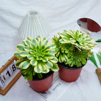 7'' Aeonium Goldenrod, Rare Live Succulent Plants