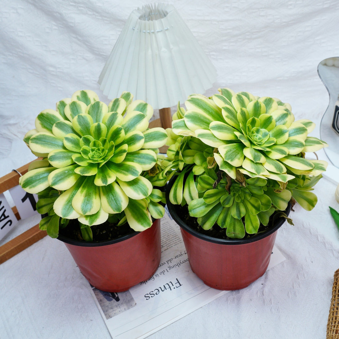 7'' Aeonium Goldenrod, Rare Live Succulent Plants