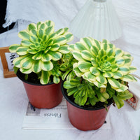 7'' Aeonium Goldenrod, Rare Live Succulent Plants