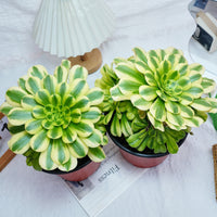 7'' Aeonium Goldenrod, Rare Live Succulent Plants