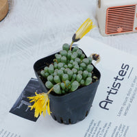 3'' Fenestraria aurantiaca, Rare Live Succulent Plants