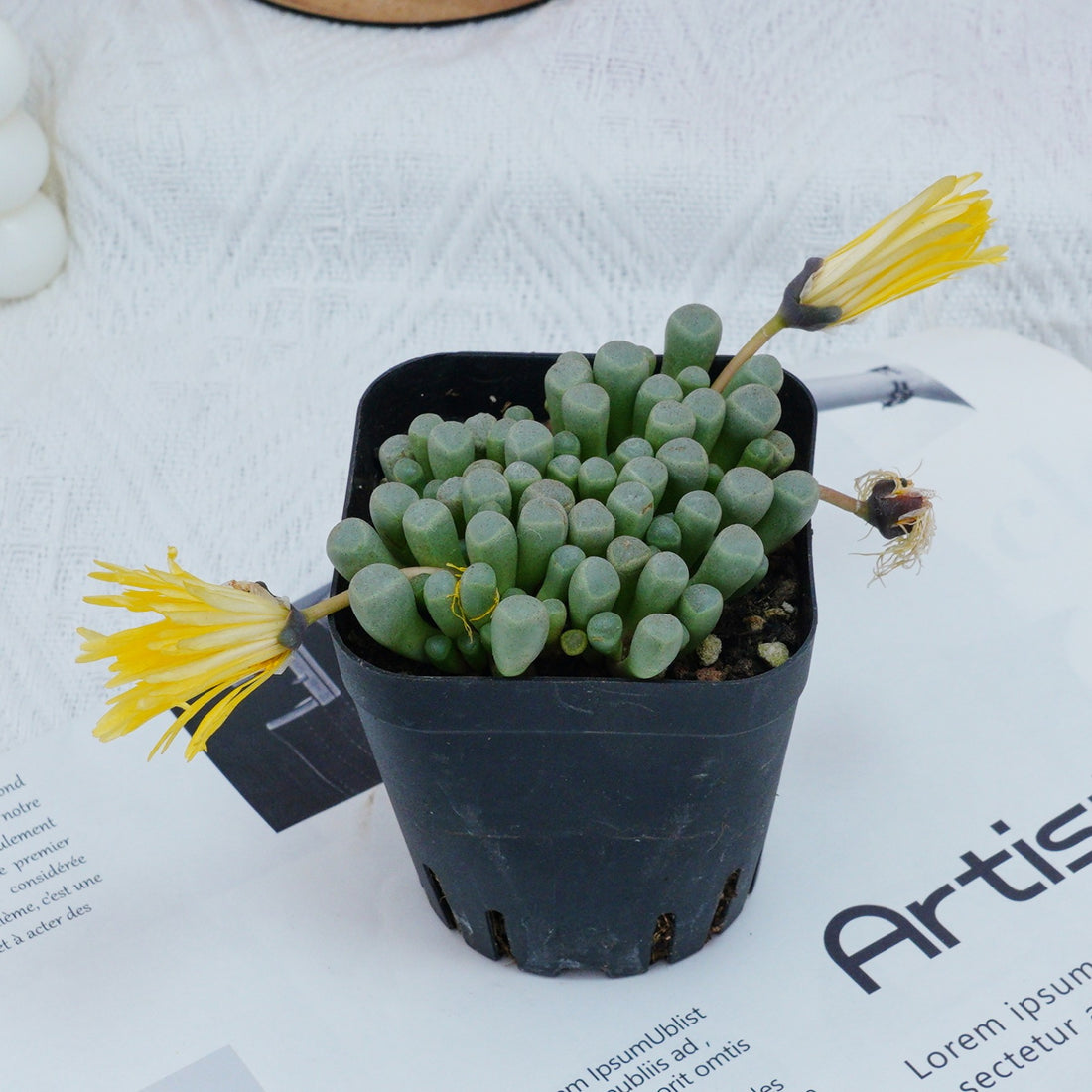 3'' Fenestraria aurantiaca, Rare Live Succulent Plants