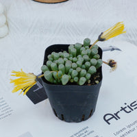 3'' Fenestraria aurantiaca, Rare Live Succulent Plants