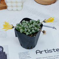 3'' Fenestraria aurantiaca, Rare Live Succulent Plants