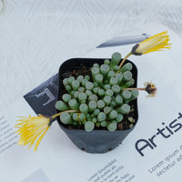 3'' Fenestraria aurantiaca, Rare Live Succulent Plants