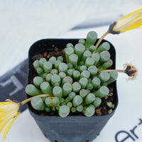 3'' Fenestraria aurantiaca, Rare Live Succulent Plants