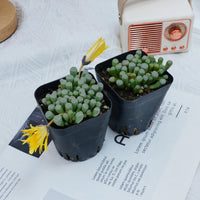 3'' Fenestraria aurantiaca, Rare Live Succulent Plants