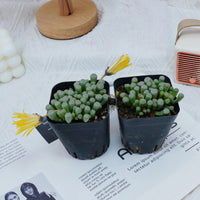3'' Fenestraria aurantiaca, Rare Live Succulent Plants
