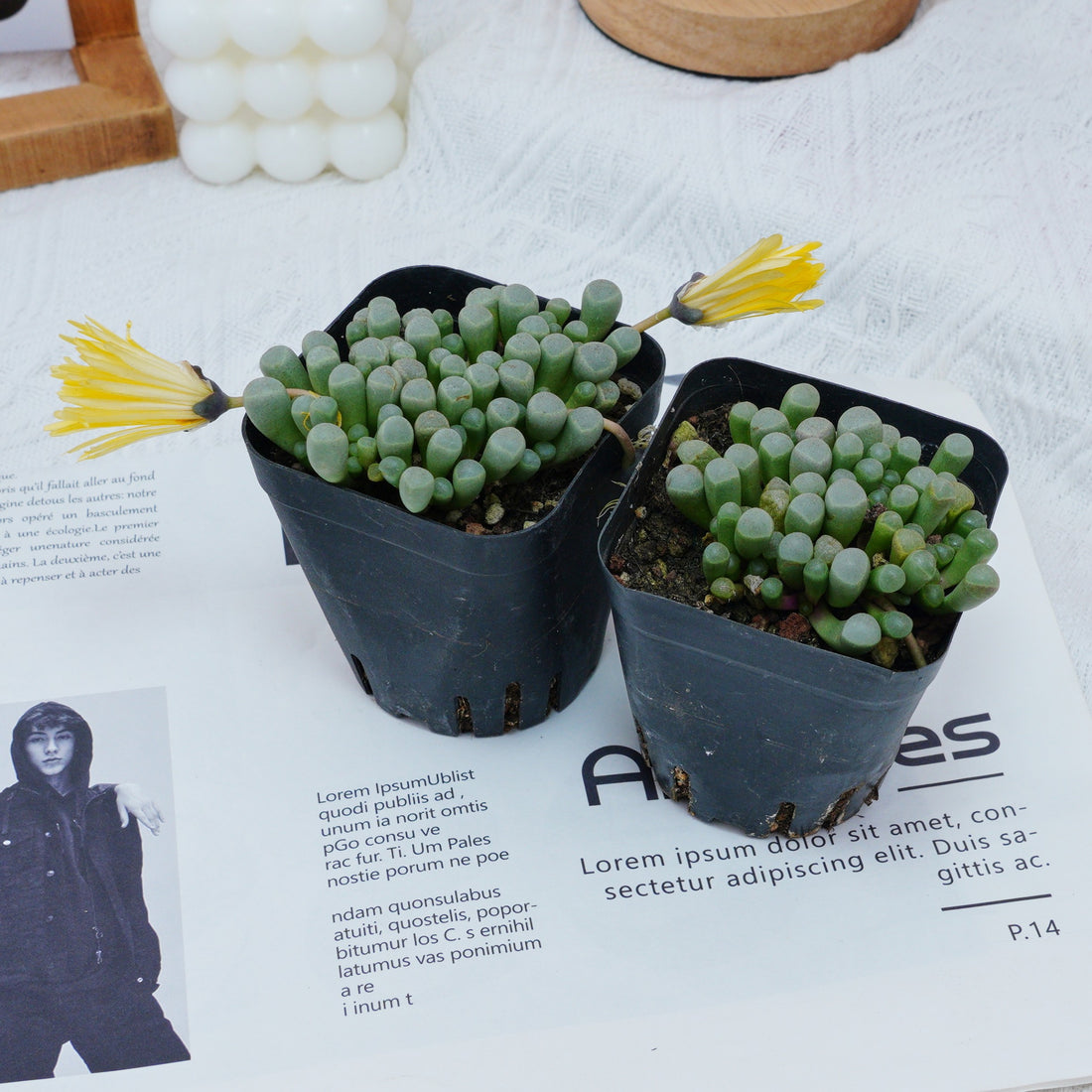 3'' Fenestraria aurantiaca, Rare Live Succulent Plants