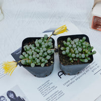 3'' Fenestraria aurantiaca, Rare Live Succulent Plants
