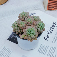 4'' Echeveria Rococo, Rare Live Succulent Plants