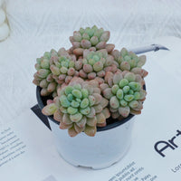 4'' Echeveria Rococo, Rare Live Succulent Plants